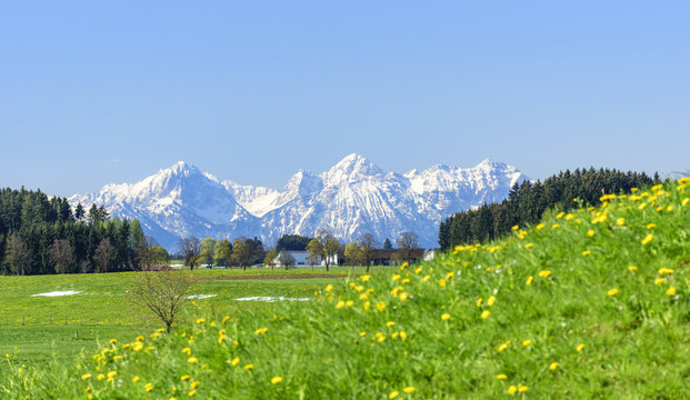 Fr&uuml;hling im bayrisches Alpenvorland mit schneebedeckten Alpen