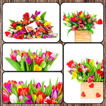 Set of tulips pictures