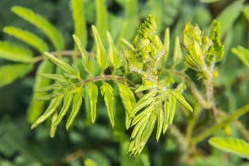 Macro sensitive plant's feather leaves(Mimosa pudica)