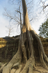 Tree on stone wall of Prasat Ta Prohm Temple in Angkor Thom