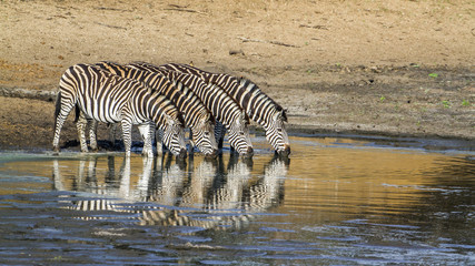Plains zebra in Kruger National park, South Africa