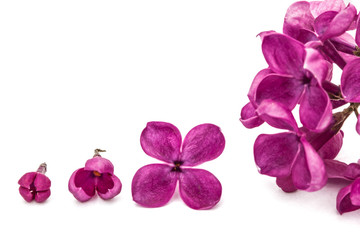 Gowth stages of flower lilac, Syringa vulgaris, isolated on whit © kostiuchenko