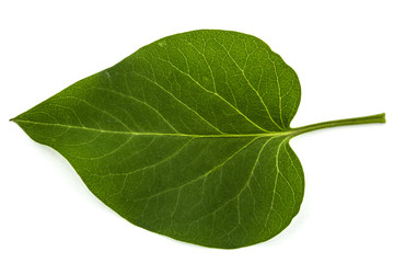 Obraz premium Green leaf of Lilac, Syringa vulgaris, isolated on white backgro