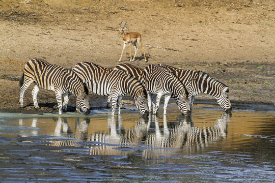 Fototapeta Plains zebra in Kruger National park, South Africa