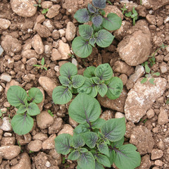 piante di patata viola nell'orto