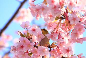 メジロと満開の桜