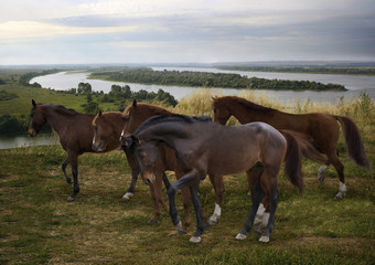 Fototapeta na wymiar herd of horses on the river Kama
