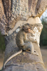 Macaque Monkey eating on ancient ruins of Angkor, Cambodia