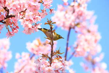 メジロと満開の桜