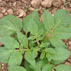 pianta di patata nell'orto