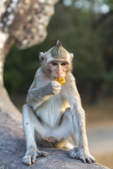 Macaque Monkey sitting on ancient ruins of Angkor, Cambodia