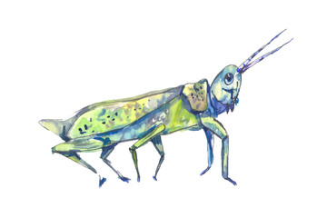 Transparent blue grasshopper. Vector blue grasshopper. Transpare