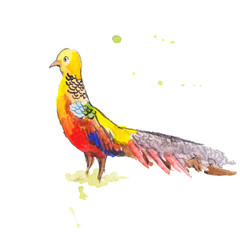 bird with long tail in watercolor