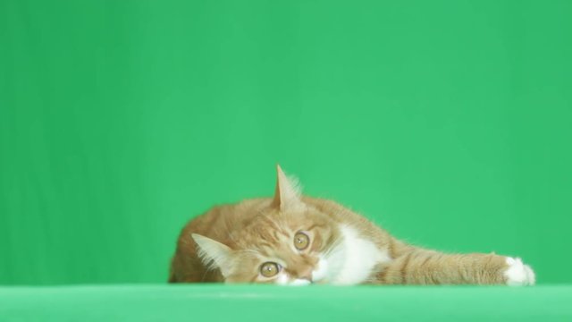 funny red cat lies and looks into the distance on a green screen