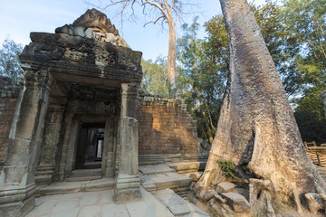 Fototapeta premium Tree on stone wall of Prasat Ta Prohm Temple in Angkor Thom