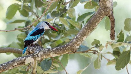 Woodland kingfisher in Kruger National park, South Africa