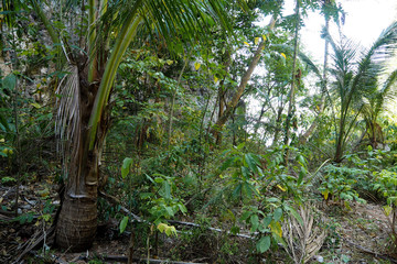 Fototapeta premium Jungle