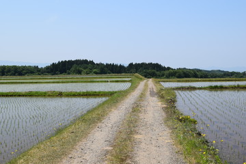 農道と田園風景／山形県の庄内地方で、農道と田園風景を撮影したローカルイメージの写真です。