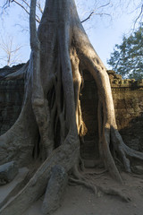 Tree on stone wall of Prasat Ta Prohm Temple in Angkor Thom