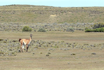 Guanaco in Tierra del Fuego