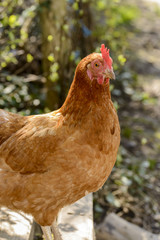 red chicken portrait, Germany