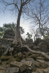 Fototapeta na wymiar Tree on stone wall of Prasat Ta Prohm Temple in Angkor Thom