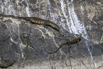 Nile monitor in Kruger National park, South Africa