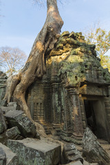 Fototapeta na wymiar Tree on stone wall of Prasat Ta Prohm Temple in Angkor Thom