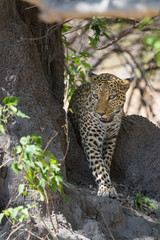 African leopard walking in shade