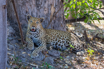 African leopard in Okavango delta