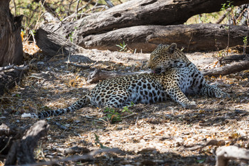 African leopard cleaning its fur
