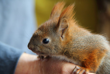 kleines Eichhörnchen