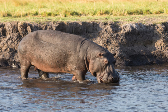 Hippo walking in river