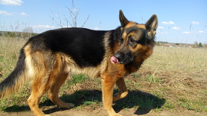 Собака немецкая овчарка в поле