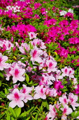 満開のツツジの花