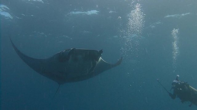 Увлекательный дайвинг с крупными мантами у острова Сокорро в Тихом океане близ Мексики.