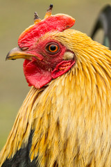 Rooster portrait - 109364902