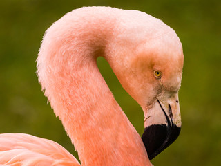 Flamingo close up - 109364936