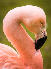 Flamingo close up - 109364944