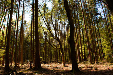 Wald im Frühling