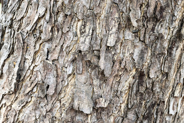 Closeup of wooden texture background.