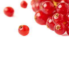 Red Currant isolated over white background