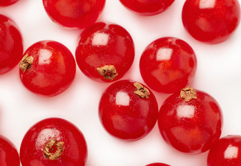 Red Currant isolated over white background