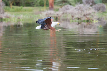 African Fish-Eagle hunting