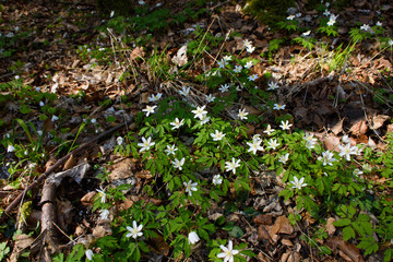 Wald im Frühling