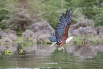 African Fish-Eagle catching a fish
