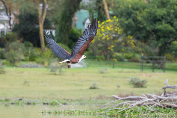 African Fish-Eagle catching a fish