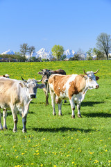 Naklejka na ściany i meble Kuhherde auf einer Weide im bayrischen Alpenvorland