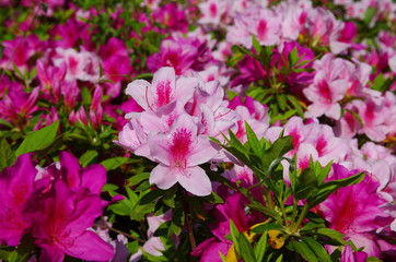 Fototapeta premium 満開のつつじの花