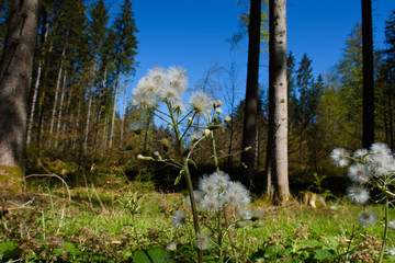 Wald im Frühling